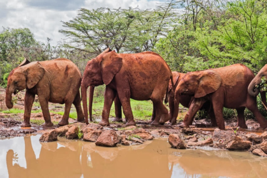 Elephant Orphanage